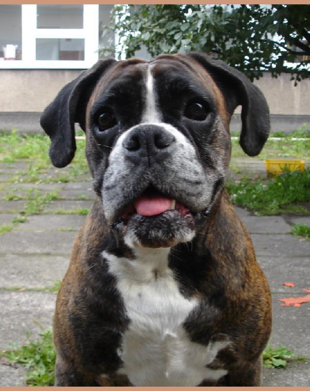 Fotky: Německý boxer (foto, obrazky)