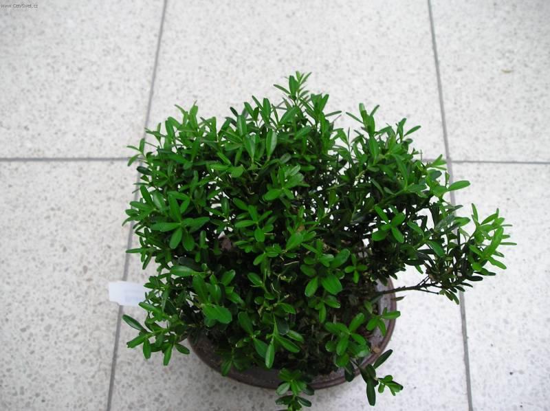 Fotky: Buxus harlandii, buxus microphylla sinica, Zimostráz (foto, obrazky)