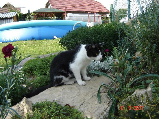 Fotky: Kočka domácí (foto, obrazky)