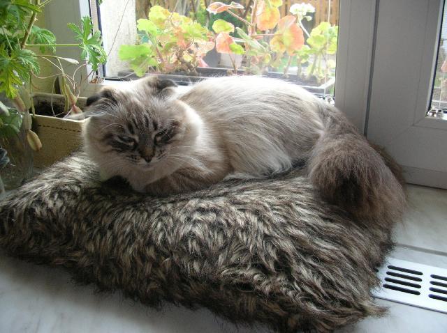 Fotky: Skotská klapouchá kočka (foto, obrazky)