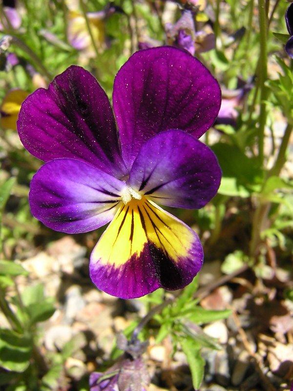 Fotky: Violka Trojbarevná (foto, obrazky)