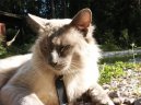 :  > Balinska koka (Balinese Cat)