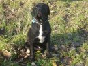 :  > Bandog (Bandogge)