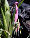 Pokojov rostliny: Rostliny z ozdobnmi listy > Billbergie (Billbergia)