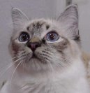 Koky: Klidn > Birmansk koka, Birma (Burmese Cat)