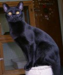 Koky: Klidn > Bombajsk koka (Bombay cat)