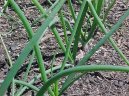 :  > Cibule zimn - seka (Allium fistulosum L.)