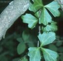 :  > Cisus, umen (Cissus)