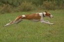 :  > Ibizsk podenco (Podenco Ibicenco)