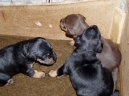 :  > Nmeck loveck terier (Deutscher Jagdterrier)