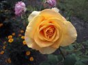 :  > Pstovn r (Rosa)
