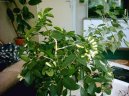 :  > Pomeranov jasmn (Murraya paniculata)