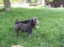 Ps plemena:  > Pumi