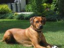 :  > Rhodsk ridgeback, Rhodzsk ridgeback (Rhodesian Ridgeback)