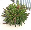 Pokojov rostliny:  > Staplie, smrdutka (Stapelia)