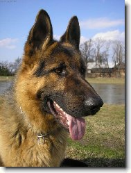 Artuš