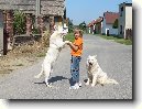 Bílý švýcarský ovčák